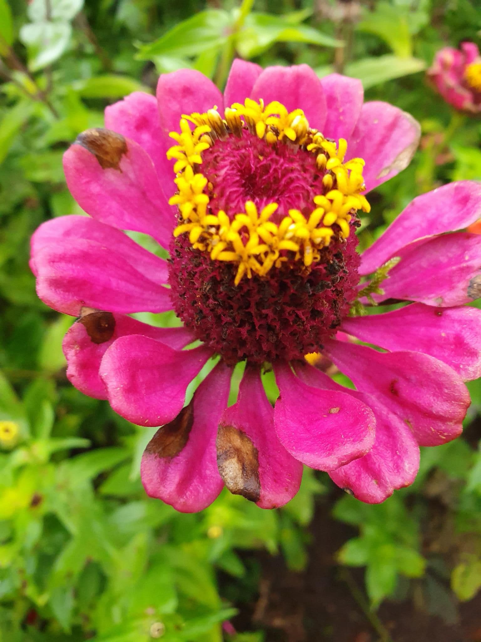 a close up of a pink flower with a yellow center