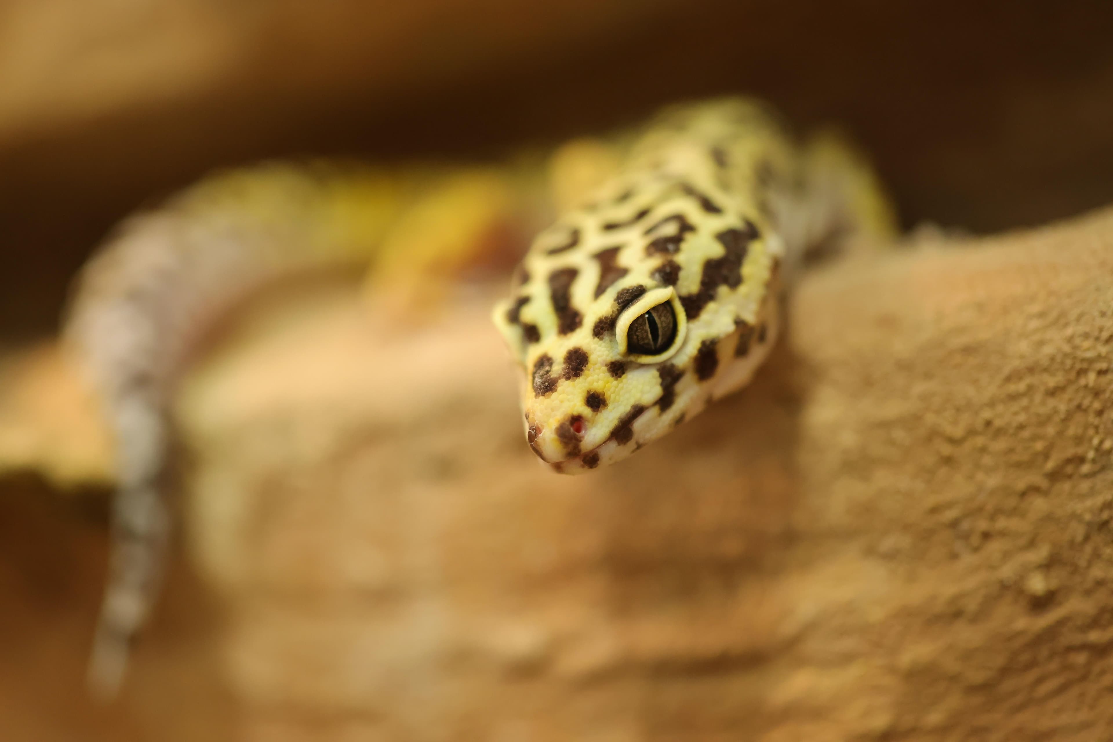 A leopard gecko with yellow and black spots, head in sharp focus.